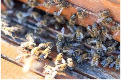 蜜蜂养殖，必须学习防盗蜂技术，否则中意蜂同场饲养肯定失败
