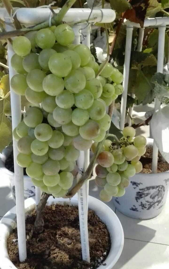 盆栽葡萄如何扦插,盆栽葡萄剪枝最好的方法