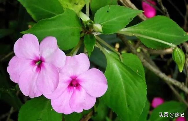 指甲前端里有红血丝痕迹怎么回事,指甲边缘出现红血丝还很疼怎么办