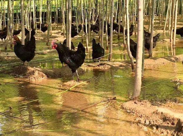 小伙搞蛋鸡养殖走上致富路,蛋鸡养殖致富商机