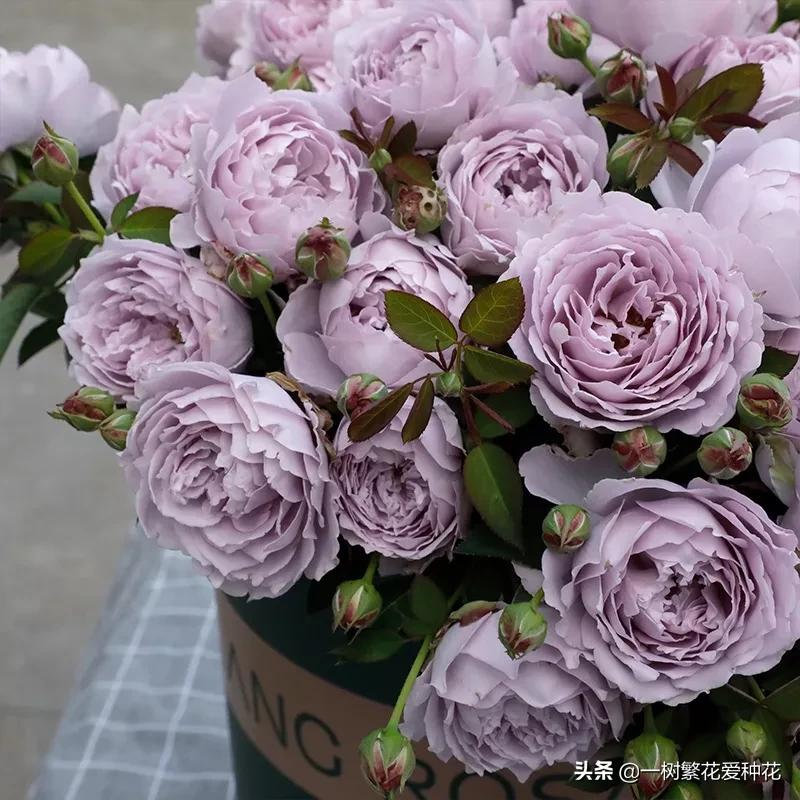 蓝紫青龙月季优缺点,天狼蓝紫月季