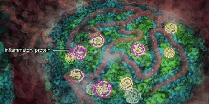 胰岛素是如何导致糖尿病的,胰岛素增多为什么会导致糖尿病