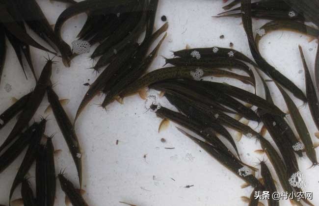泥鳅养殖方法零基础,无土泥鳅养殖技术技巧有哪些