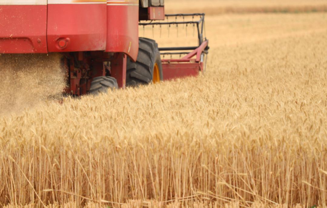 诗歌的收获,有关收麦子的古诗词有哪些