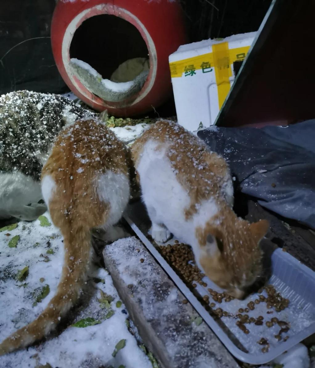 怎么给流浪小猫保暖,流浪猫如何度过寒冷的冬天
