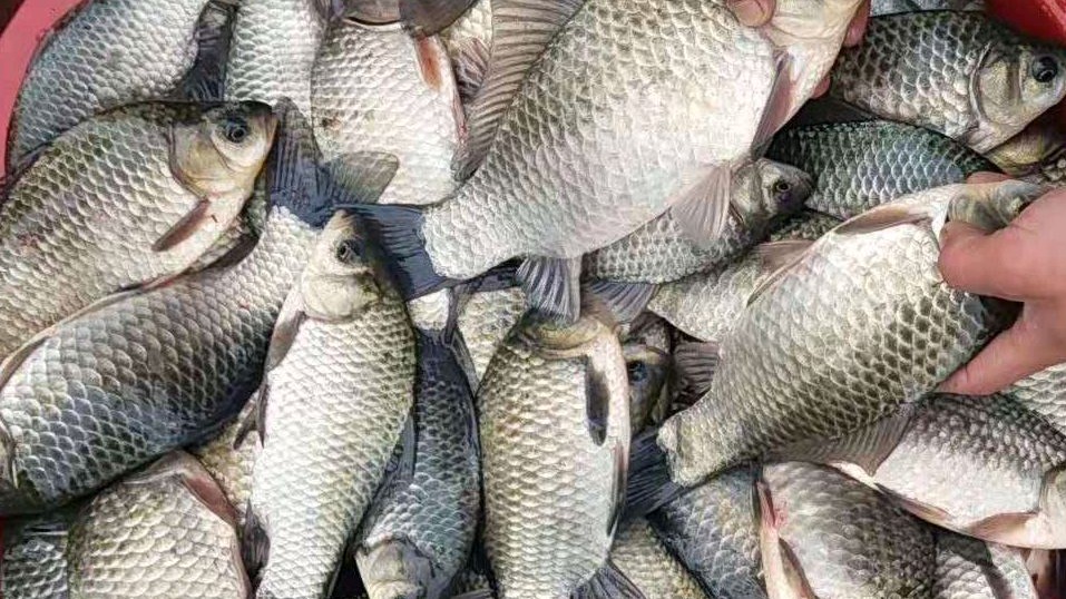 秋雨后钓鲫鱼钓深还是钓浅,秋钓鲫鱼钩距和子线长短