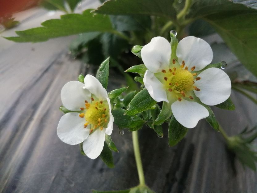 偶遇乡村田园生活视频,偶遇田园生活韩剧演员