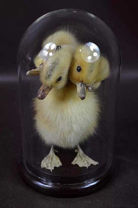 现实中存在的20种恐怖重口的小玩意，你能坚持看到第几个？