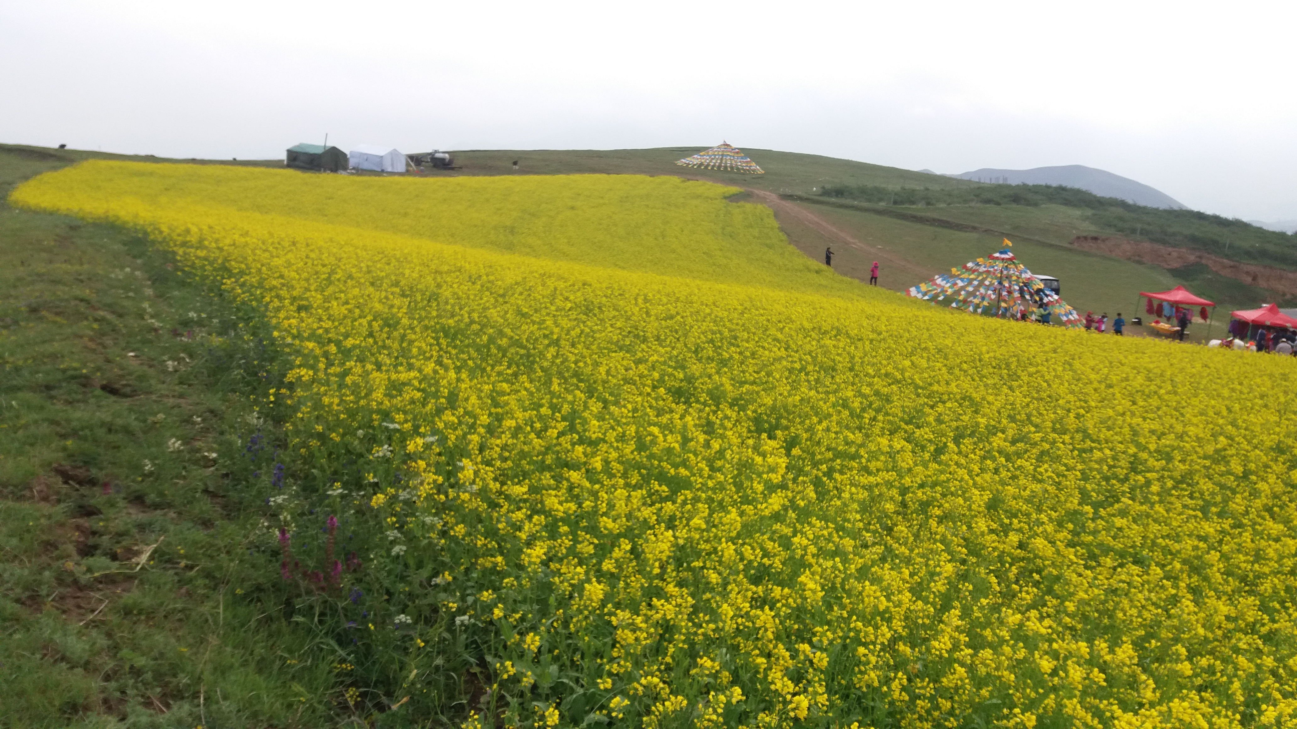 开启甘南秘境之旅,我的甘南之旅