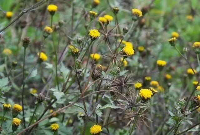 养鸡小窍门：养鸡不生病的中草药就在你的身边，你值得拥有。