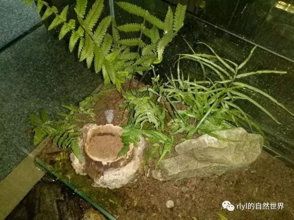 黄缘龟多大可以进环境造景,黄缘龟造景用陶粒还是火山石