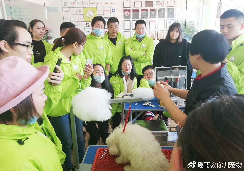 冬日暖阳，来成都圣宠宠物美容学校有温暖和你