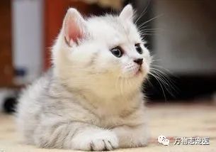 驱虫药跟驱虫针有什么区别,驱虫药内服和外用的区别