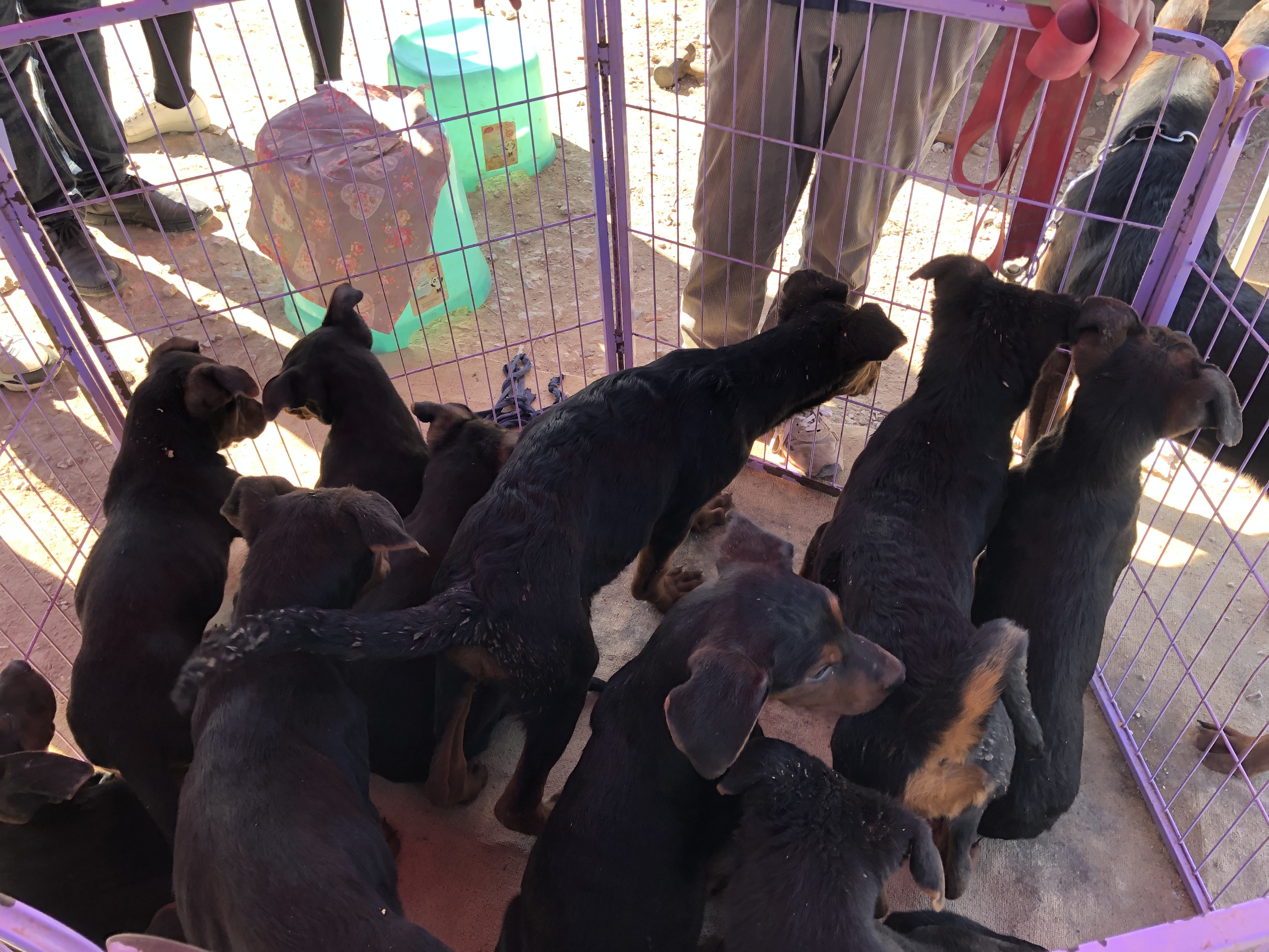 所有狗市卖巨型莱州红犬视频,狗市上的莱州红犬