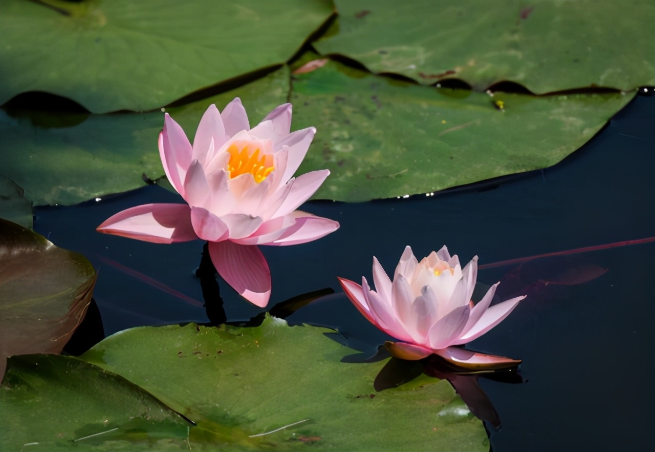 睡莲种植方法和技巧,睡莲种植最佳方法图解