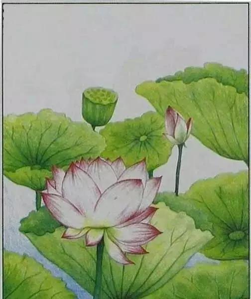 画荷塘与荷花,画一张美丽的荷塘画