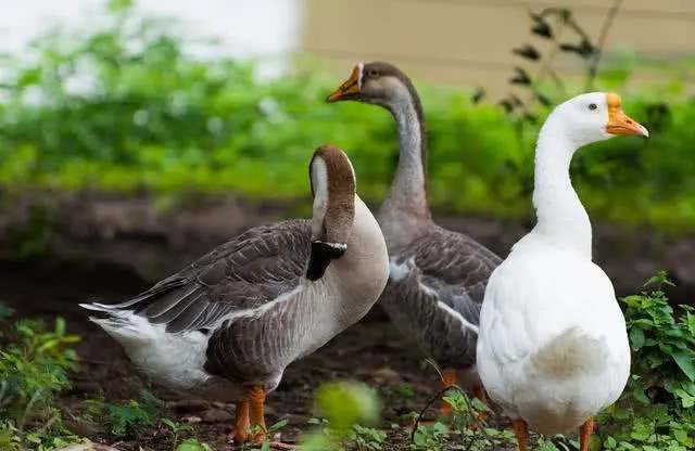 温铁军说农村不养鸡鸭,温铁军谈农村鸡鸭的事
