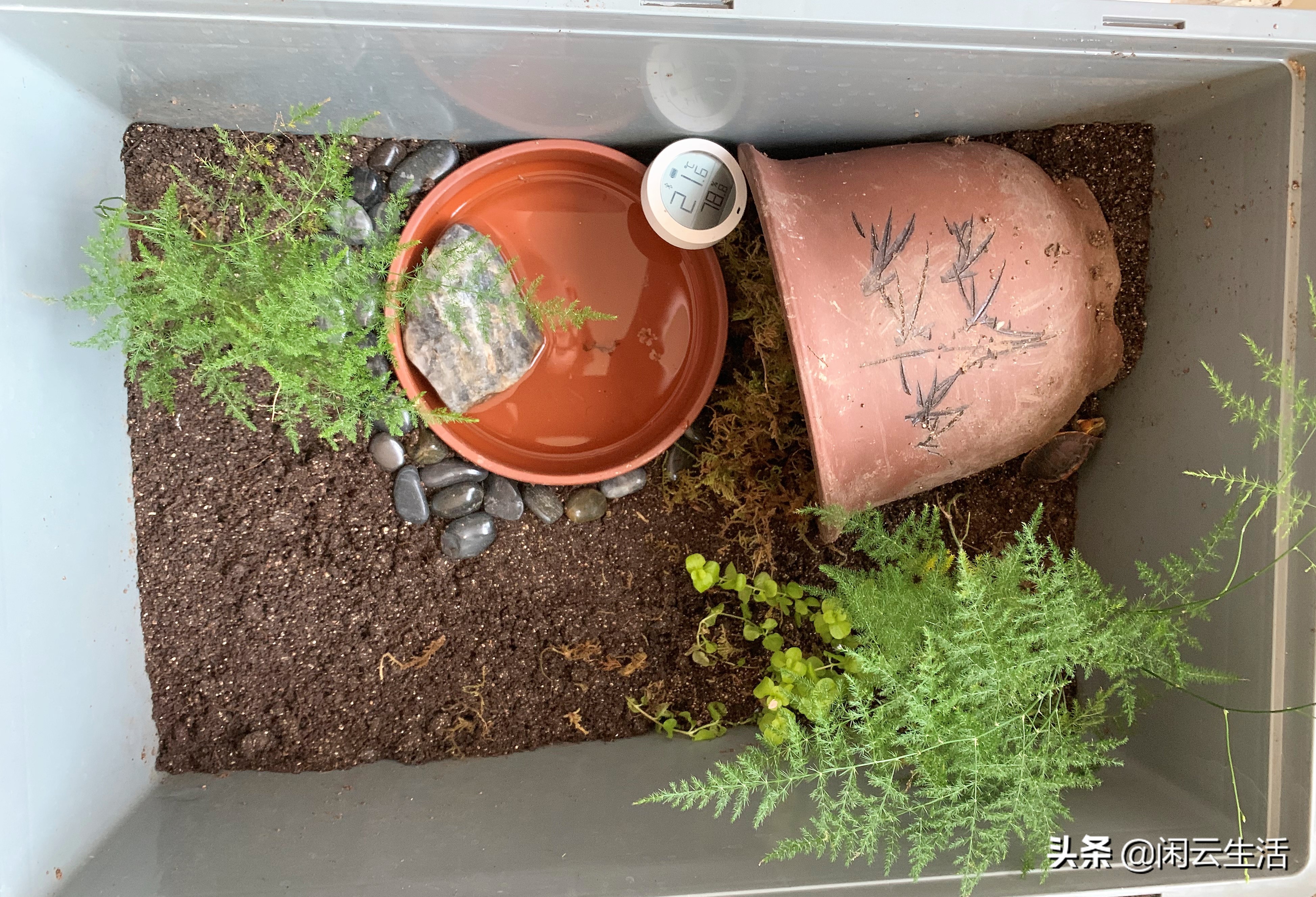 大型草龟家庭饲养环境布置,龟饲养环境怎样布置