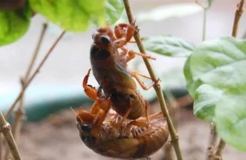 又到蝉鸣季节,又到麦收的季节儿时的记忆