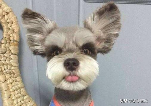 金毛寻回犬世界犬类智商排名第四,短毛小型犬最聪明的狗狗排行榜