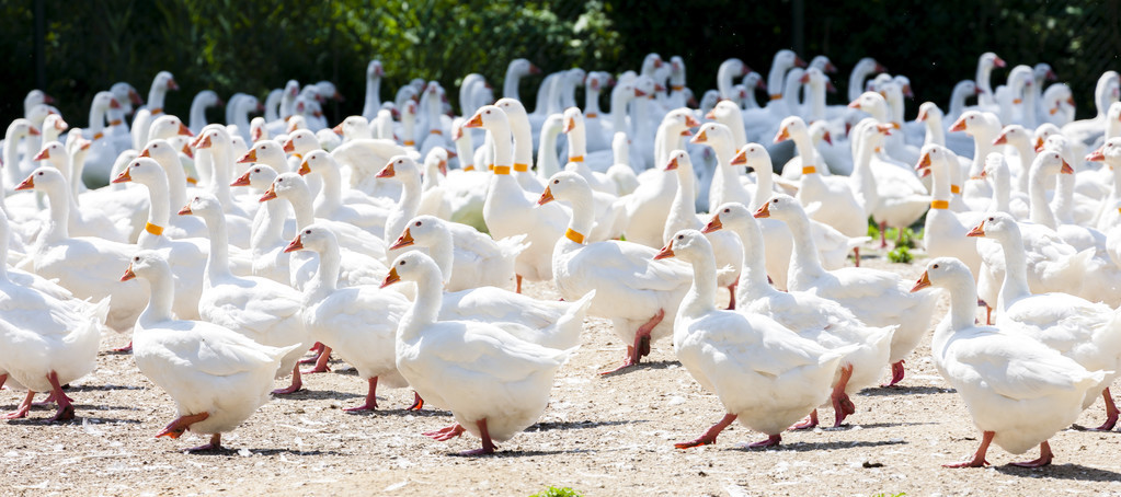 一亩大棚能养多少只鸡,养鹅前景与利润分析