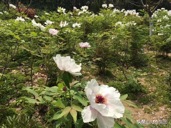 海外华人2019故乡行：去看看水漫金山的镇江金山江天禅寺，这个才是真正的金山寺，它今年真的没有被淹