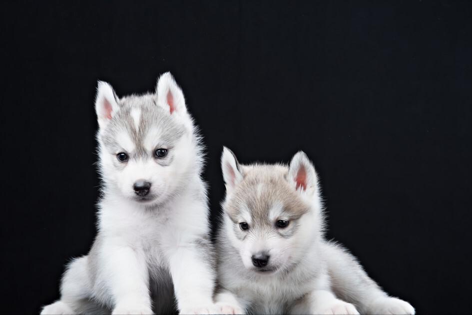 雪橇犬哈士奇西伯利亚,雪橇犬哈士奇为什么那么聪明