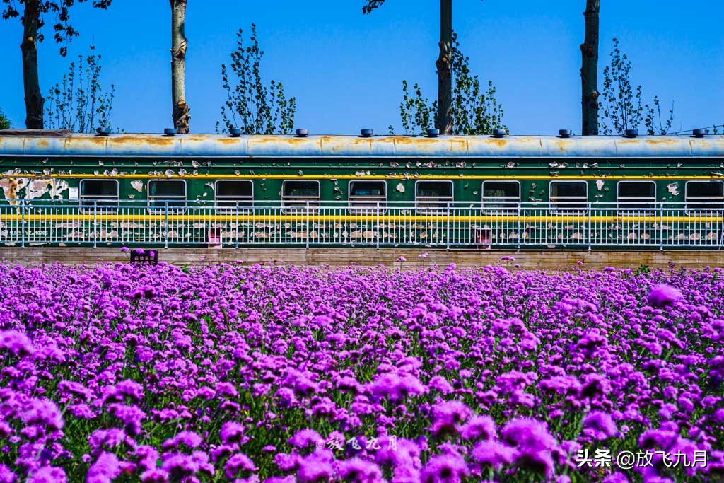 北京哪里有薰衣草花海景点,北京附近的六环外薰衣草花海