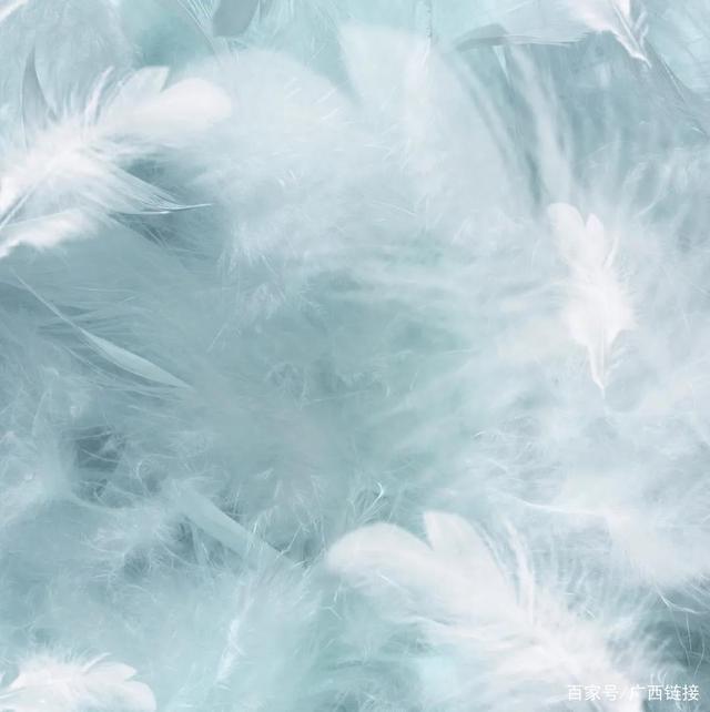 波司登鹅绒立领时装款,波司登鹅绒女装短款