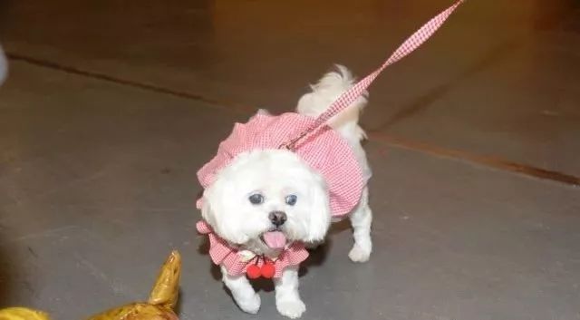 自认“狗奴才”！前TVB力捧花旦爱犬患白内障：花十万为其装义眼