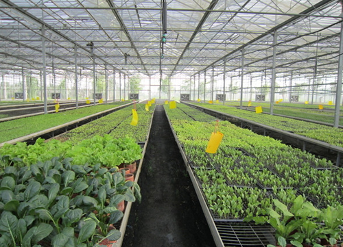 温室大棚建造有没有标准,常见的温室大棚有哪些类型