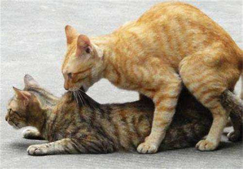 怎么给猫咪配种？猫咪配种怎么才算成功？