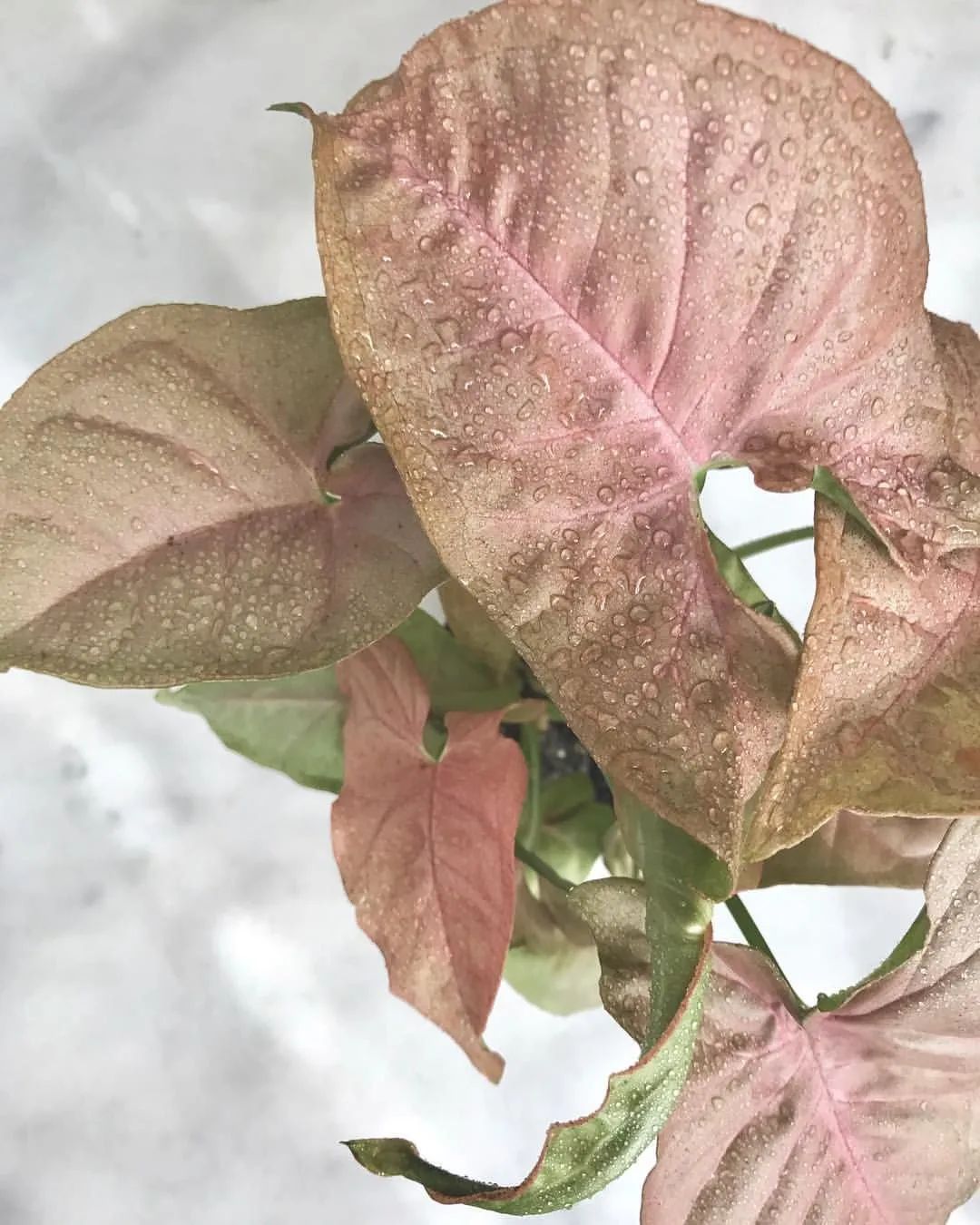 合果芋和绿萝有什么区别图片对比,和绿萝一样好养的合果芋盆栽