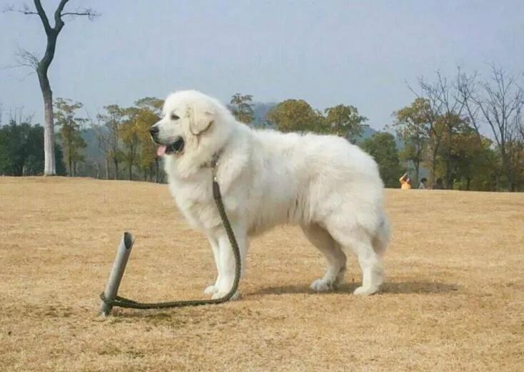 世界各国大型猛犬排名,世界各国猛犬排名