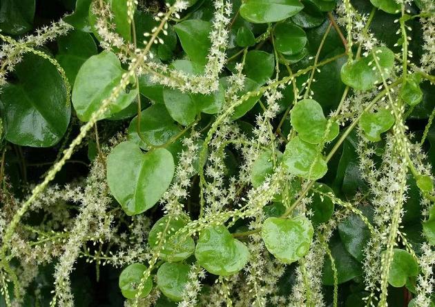 山里背阴处的爬藤植物,农村水沟旁长的爬藤植物叫什么