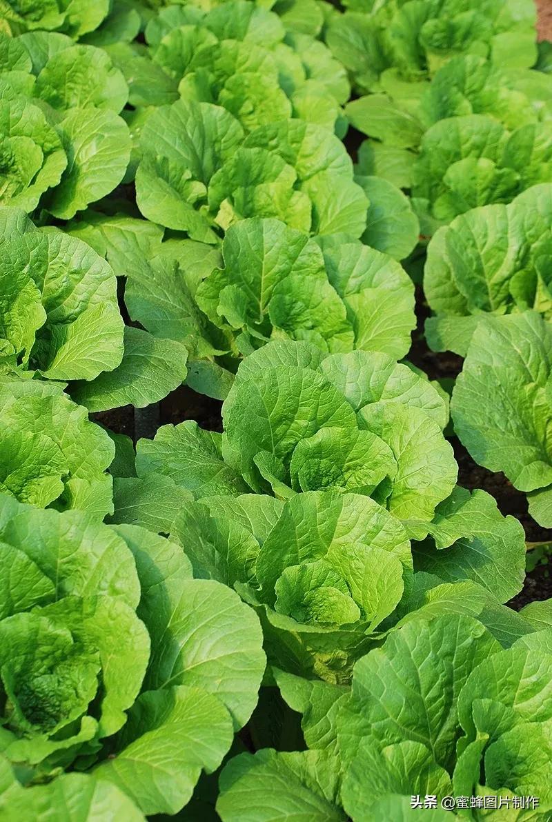 壁纸超清全屏护眼藕壁纸,护眼头像高清壁纸