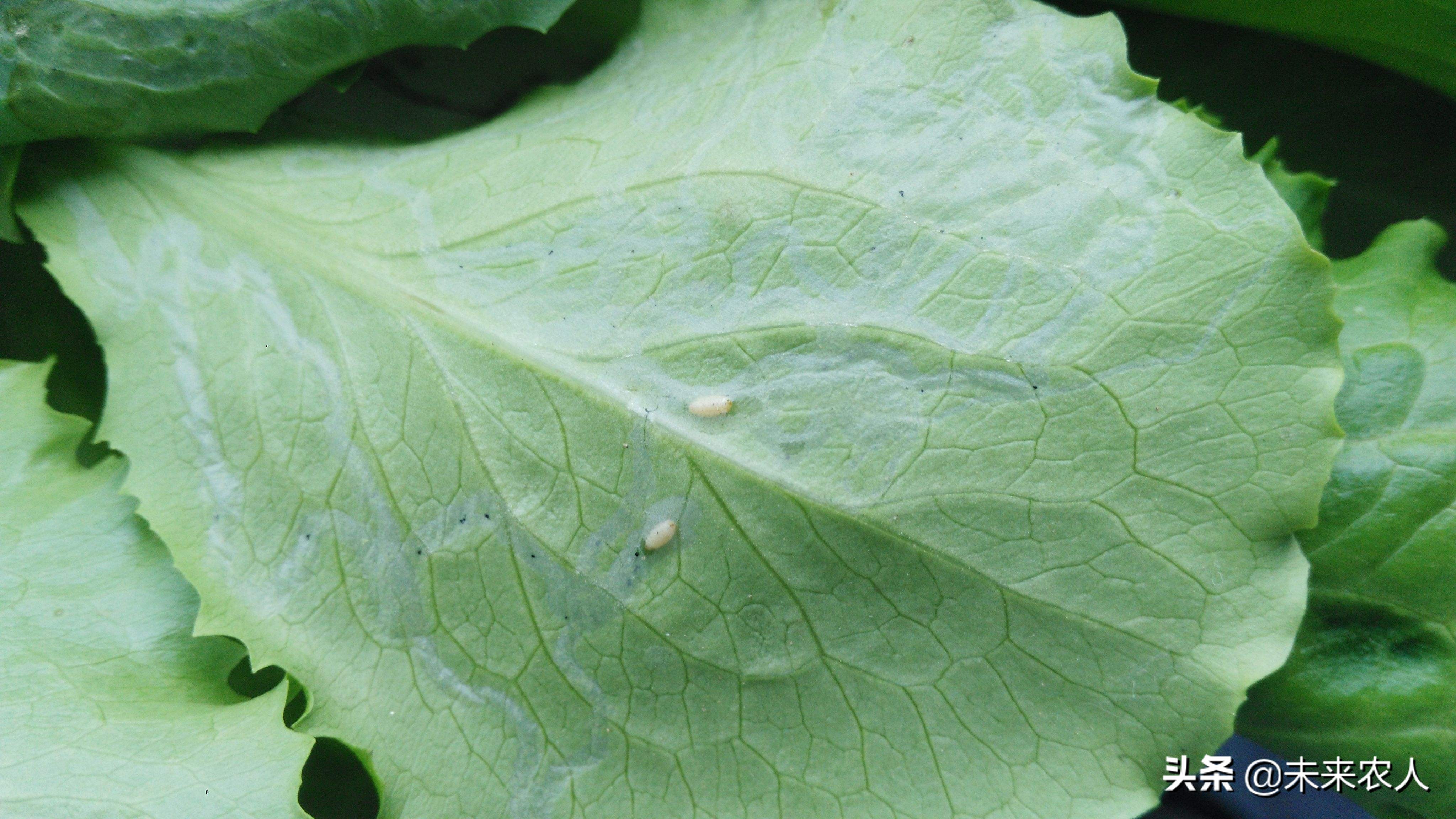 农药杀虫剂专业知识详解,农药杀菌剂和杀虫剂区别在哪