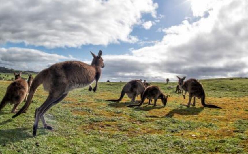 澳洲旅游签证怎么知道被拒了,不知道怎么办签证