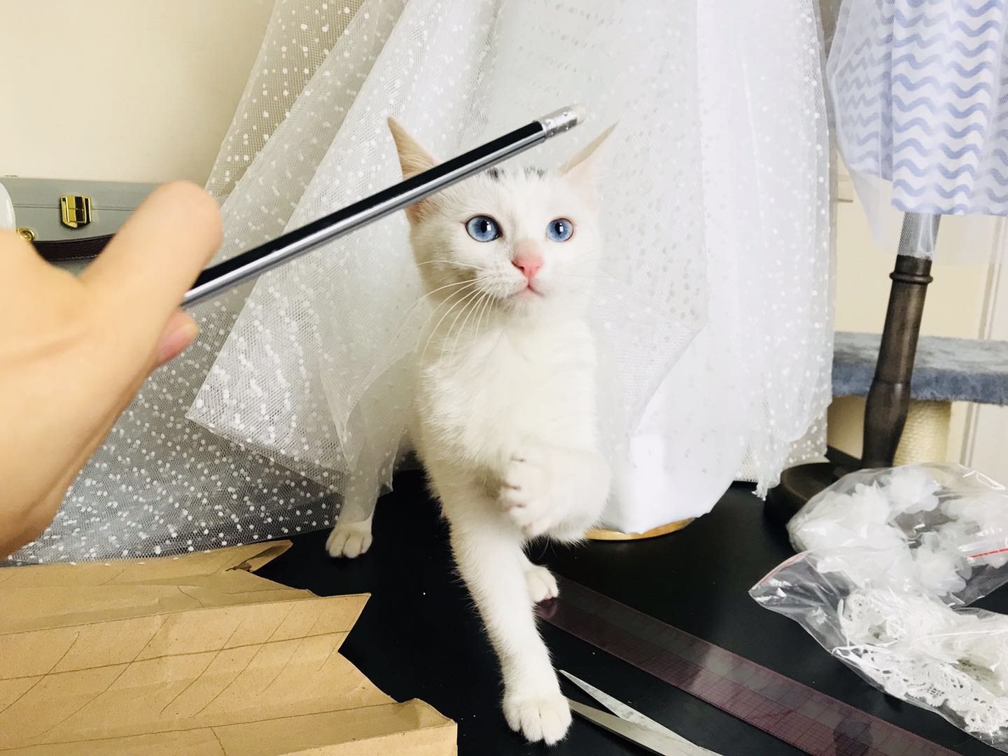 刚买的猫咪就得了猫瘟,每天花费1000?如何选择健康猫咪?