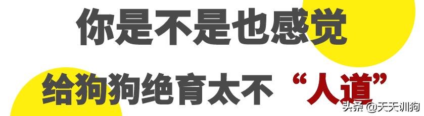 被绝育的狗子,公狗做绝育自闭