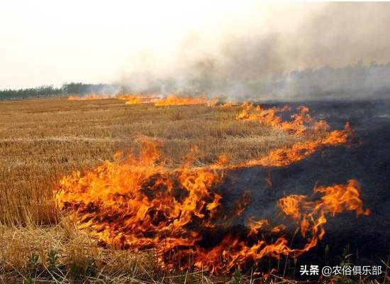烧秸秆禁令原视频,秸秆禁烧禁抛的通告