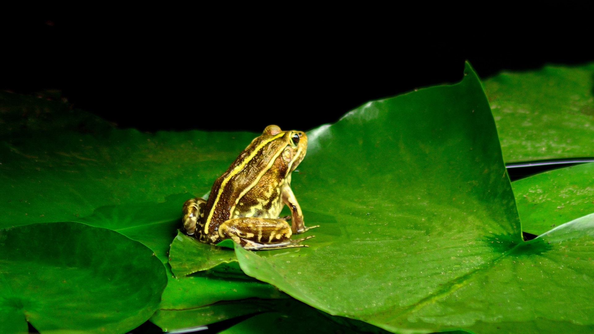 林蛙养殖：中国林蛙水中越冬，陆地越冬，繁殖孵化