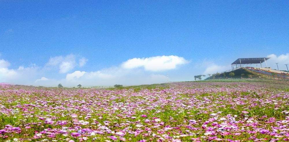 花果山芳香小镇,广州花果山芳香小镇门票多少