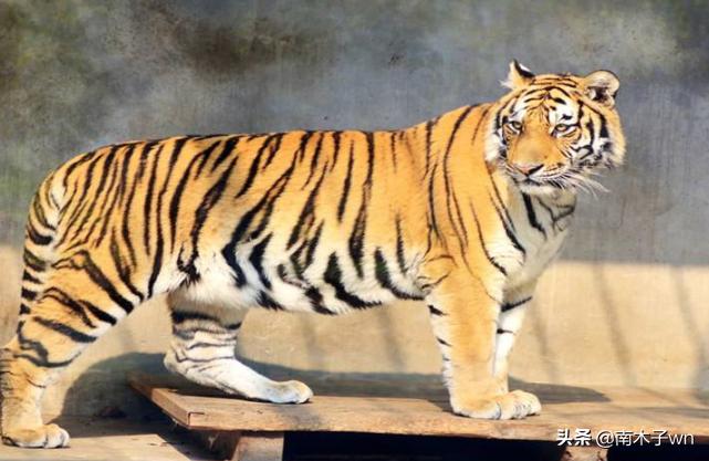 老虎为什么一个月不下崽,为什么老虎一个人吃饭
