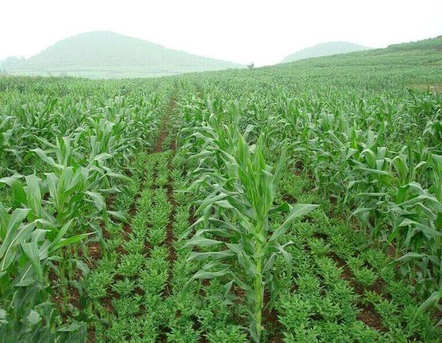 魔芋种植有哪些技术要点,魔芋种植高产技术视频