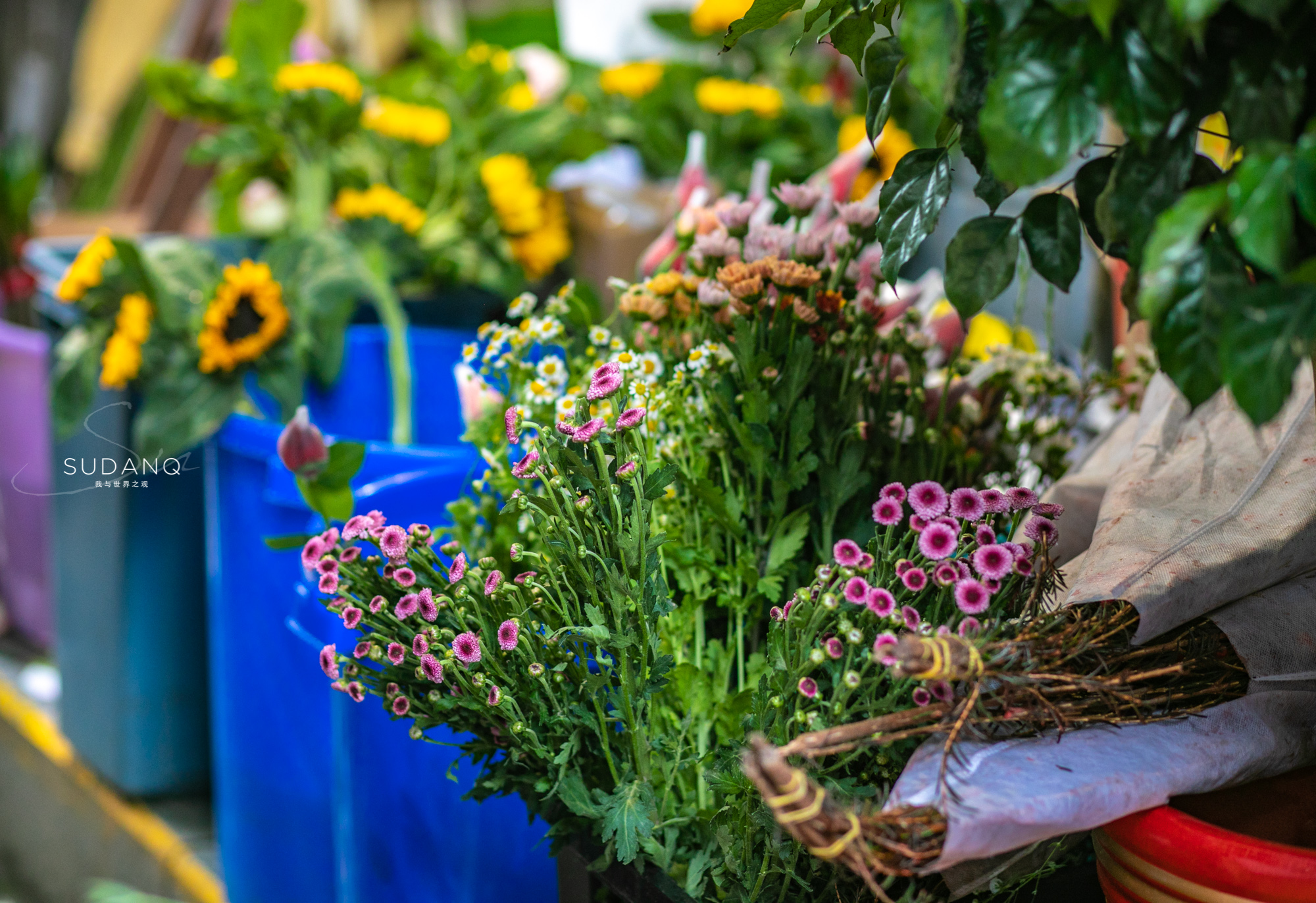 武汉铁机路花市,武汉解放公园花市