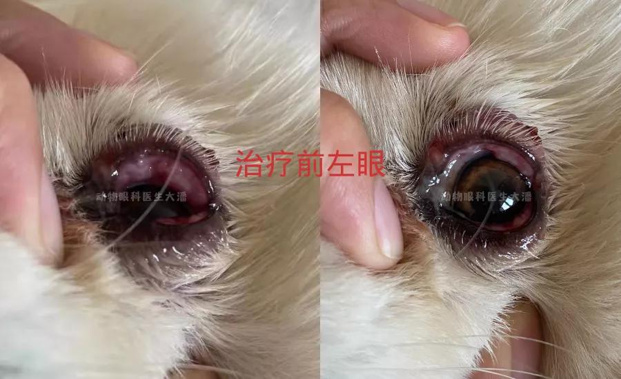 狗狗内分泌紊乱脱毛怎么治疗,狗狗皮肤一块块脱毛怎么治疗