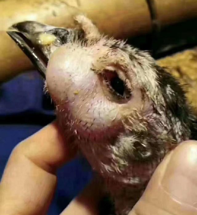 急性鼻炎传染孩子怎么办,慢性鼻炎传染吗怎么预防啊