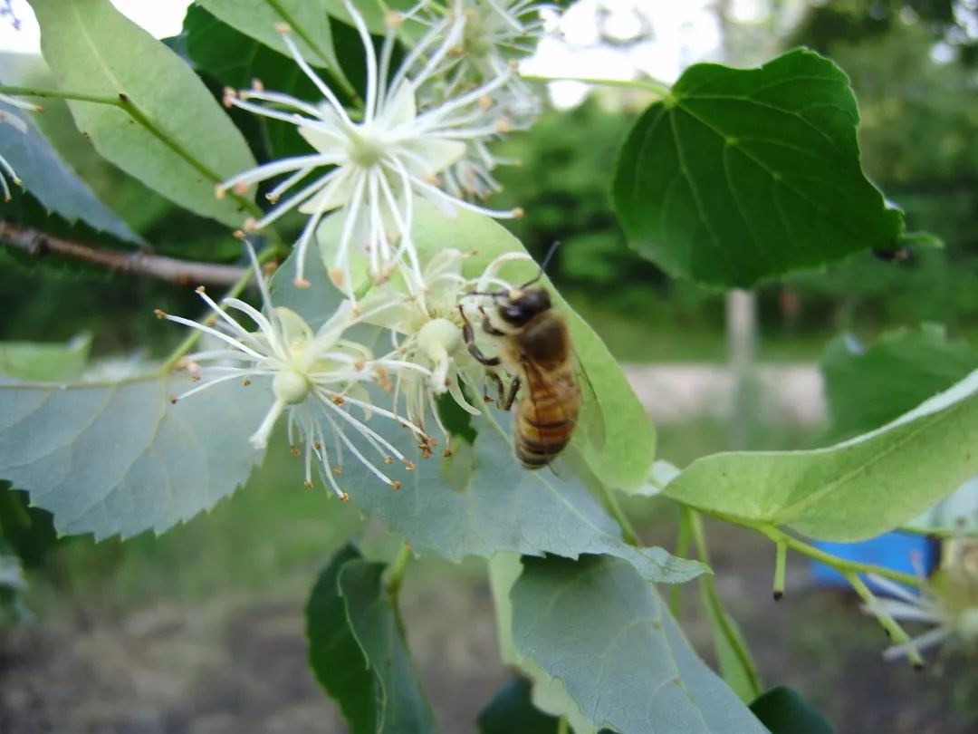 这罐天然的“净化器”，每吃一次，整个人都神清气爽