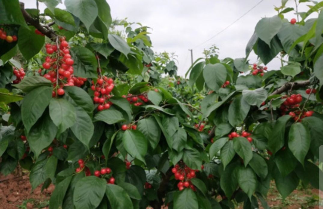 成都周边休闲圣地推荐,成都附近游玩推荐一日游